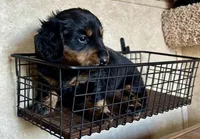 AKC Lucca, a male Miniature Dachshund for sale in Clarita, OK – Photo 3 of 9