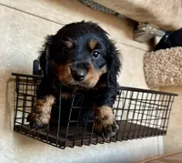 AKC Lucca, a male Miniature Dachshund for sale in Clarita, OK – Photo 2 of 9