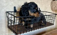AKC Lucca, a male Miniature Dachshund for sale in Clarita, OK – Photo 4 of 9