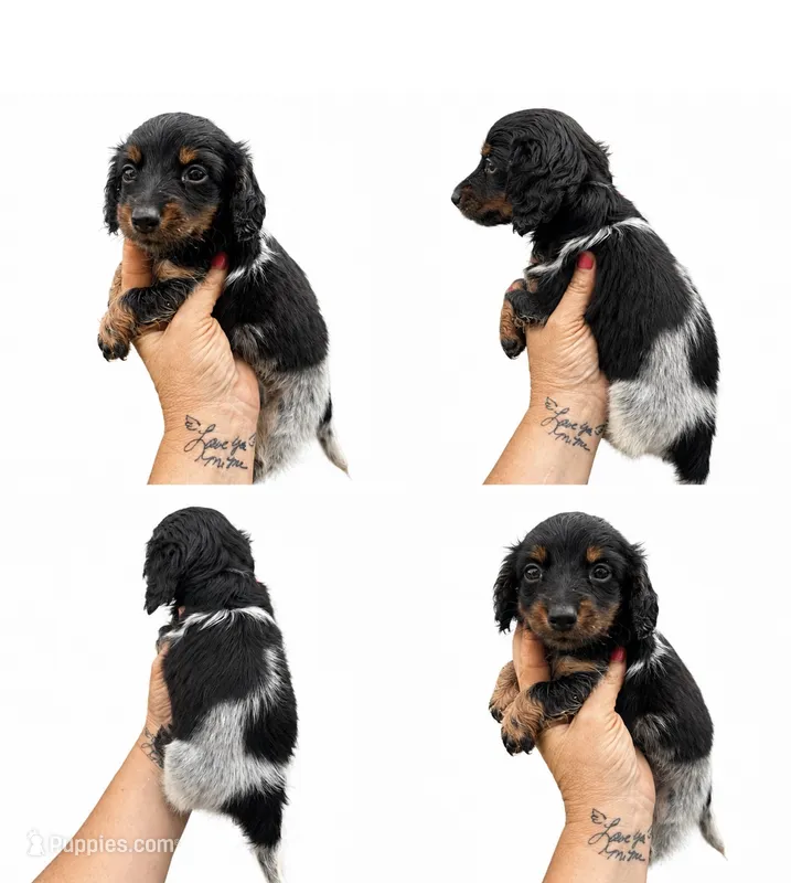 Tay – Miniature Dachshund puppy for sale in Clarita, OK