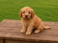 Flippy, a male Miniature Goldendoodle for sale in Clarita, OK – 1 of 3