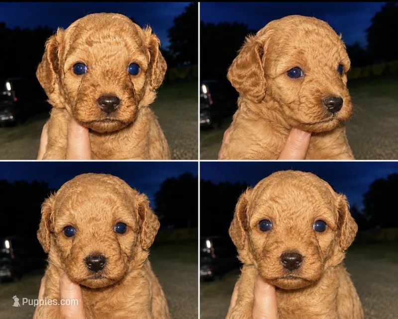 F1 B Toy Goldendoodles  – Miniature Goldendoodle puppy for sale in Clarita, OK