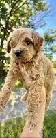 Sarah, a female Goldendoodle for sale in Clarita, OK – 1 of 2