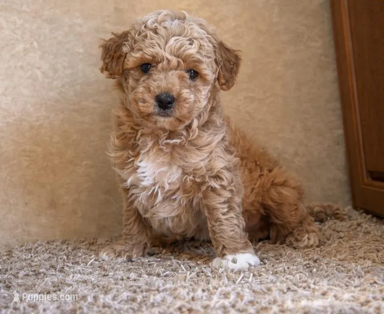 Freddy  – Miniature Goldendoodle puppy for sale in Clarita, OK