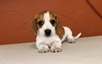 Red. Pied  , a female Miniature Dachshund for sale in Clarita, OK – 1 of 2