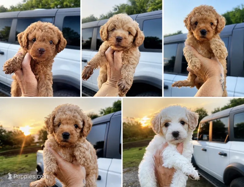 F1 B Toy Goldendoodles  – Miniature Goldendoodle puppy for sale in Clarita, OK