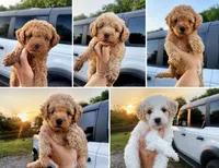 F1 B Toy Goldendoodles , a male Miniature Goldendoodle for sale in Clarita, OK – 1 of 1