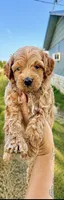 Sarah, a female Goldendoodle for sale in Clarita, OK – 2 of 2