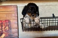 AKC Ben, a male Miniature Dachshund for sale in Clarita, OK – Photo 2 of 9