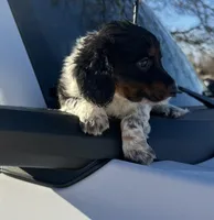 AKC Ben, a male Miniature Dachshund for sale in Clarita, OK – Photo 4 of 9