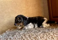 AKC Ben, a male Miniature Dachshund for sale in Clarita, OK – Photo 5 of 9