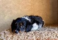 AKC Ben, a male Miniature Dachshund for sale in Clarita, OK – Photo 3 of 9