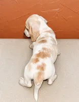 Cream. Boy, a female Miniature Dachshund for sale in Clarita, OK – 2 of 2
