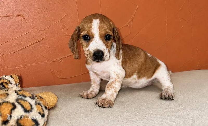 Red Pied – Miniature Dachshund puppy for sale in Clarita, OK