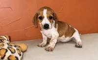 Red Pied, a female Miniature Dachshund for sale in Clarita, OK – 1 of 2