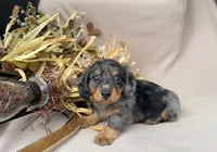 AKC Romeo, a male Miniature Dachshund for sale in Clarita, OK – Photo 1 of 7