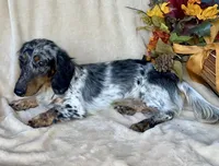AKC Romeo, a male Miniature Dachshund for sale in Clarita, OK – Photo 5 of 7