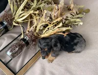 AKC Romeo, a male Miniature Dachshund for sale in Clarita, OK – Photo 6 of 7