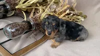 AKC Romeo, a male Miniature Dachshund for sale in Clarita, OK – Photo 3 of 7