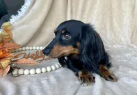 AKC Romeo, a male Miniature Dachshund for sale in Clarita, OK – Photo 2 of 7