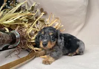 AKC Romeo, a male Miniature Dachshund for sale in Clarita, OK – Photo 7 of 7