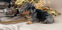 AKC Romeo, a male Miniature Dachshund for sale in Clarita, OK – Photo 4 of 7