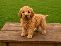 Flippy, a male Miniature Goldendoodle for sale in Clarita, OK – 2 of 3