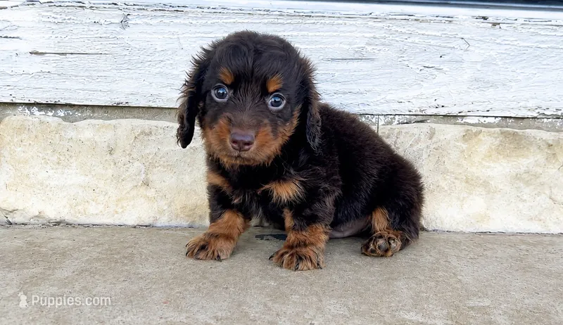  AKC Taos, a male Miniature Dachshund for sale in Clarita, OK – 1 of 1