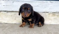  AKC Taos, a male Miniature Dachshund for sale in Clarita, OK – 1 of 1