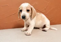 Cream. Boy, a female Miniature Dachshund for sale in Clarita, OK – 1 of 2