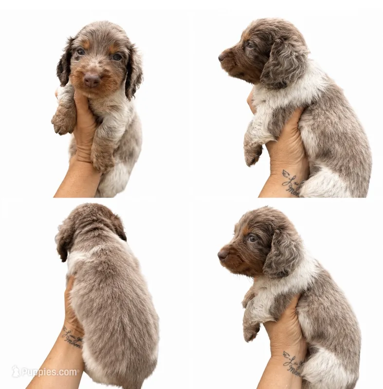 Brandt  – Miniature Dachshund puppy for sale in Clarita, OK