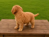 Flippy, a male Miniature Goldendoodle for sale in Clarita, OK – 3 of 3