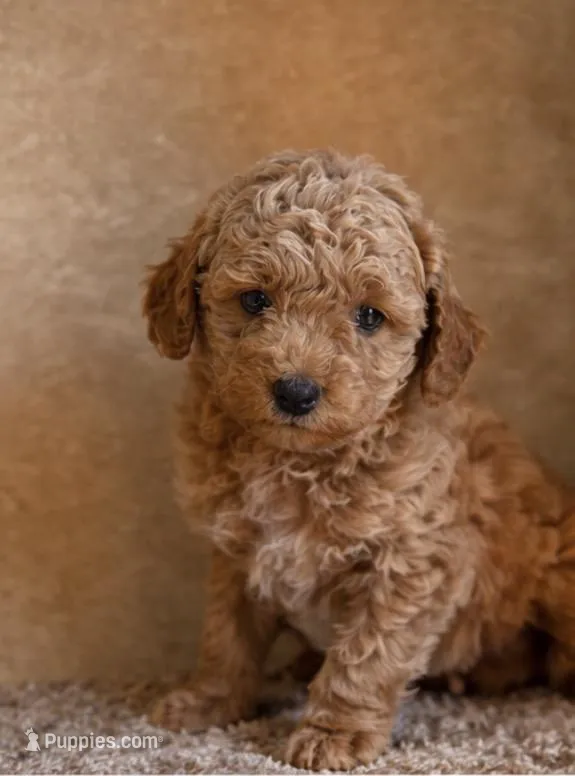 Fiona – Miniature Goldendoodle puppy for sale in Clarita, OK
