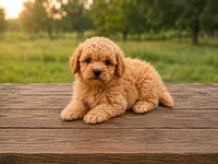 Ollie, a male Miniature Goldendoodle for sale in Clarita, OK – 1 of 3