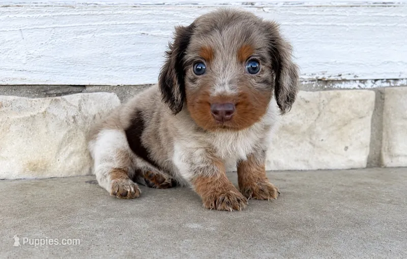  AKC Brandt  – Miniature Dachshund puppy for sale in Clarita, OK