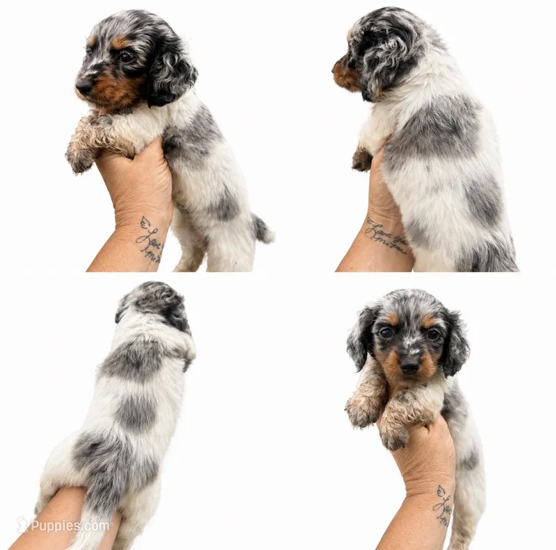 Tinlee – Miniature Dachshund puppy for sale in Clarita, OK