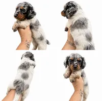 Tinlee, a female Miniature Dachshund for sale in Clarita, OK – 1 of 1