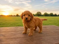 Anna, a female Miniature Goldendoodle for sale in Clarita, OK – 2 of 2