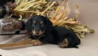 Roxy, a female Miniature Dachshund for sale in Clarita, OK – Photo 1 of 6