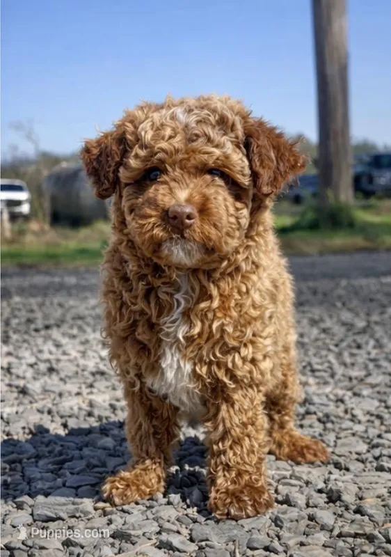 Fomby  – Miniature Goldendoodle puppy for sale in Clarita, OK