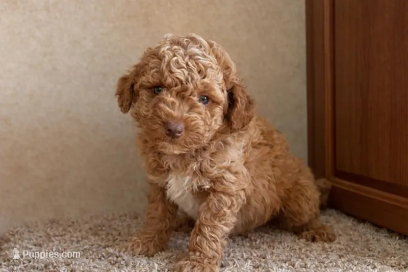 Fomby  – Miniature Goldendoodle puppy for sale in Clarita, OK