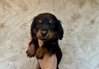 AKC Jade, a female Miniature Dachshund for sale in Clarita, OK – Photo 2 of 6