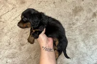 AKC Jade, a female Miniature Dachshund for sale in Clarita, OK – Photo 4 of 6