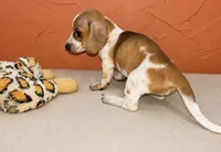 Red Pied, a female Miniature Dachshund for sale in Clarita, OK – 2 of 2