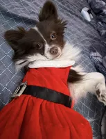 Nova , a female Chihuahua and Pomeranian for sale in Reading, PA – Photo 3 of 3