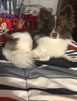 Nova , a female Chihuahua and Pomeranian for sale in Reading, PA – Photo 2 of 3