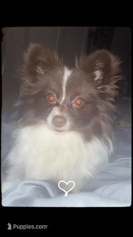 Nova  – Chihuahua, Pomeranian puppy for sale in Reading, PA