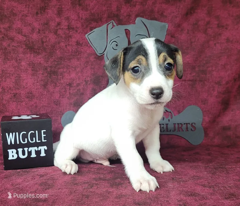 Ricochet purebred JRT – Jack Russell Terrier puppy for sale in Laurel, IN