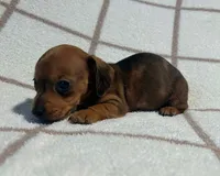 AKC Wynona *Delivery Available*, a female Miniature Dachshund for sale in Laurel, IN – 4 of 4