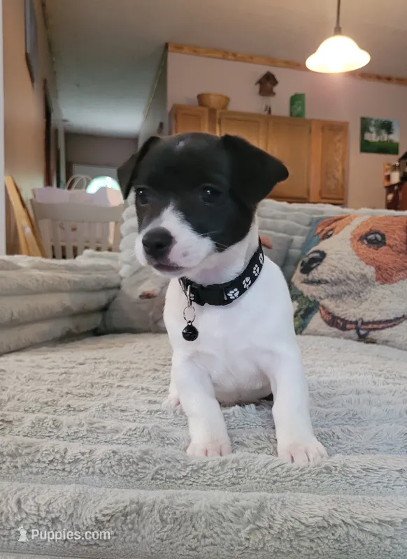 Pebbles Ready NOW – Jack Russell Terrier puppy for sale in Laurel, IN